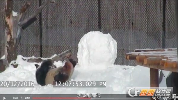 熊猫滚滚玩雪球表情包
