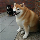 胖胖的柴犬表情包