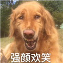 狗狗强颜欢笑表情包【原图无水印】