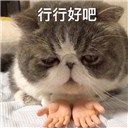 猫咪装上假手配字表情包【原图完整版】