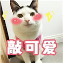 猫咪萌萌表情包合集【最新无水印】