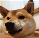 柴犬图片表情包GIF高清无水印版