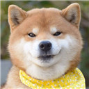 日本柴犬Ryuji图片表情包无水印版