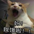 猫喊妈表情包原图无字版v1.0