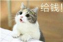 超萌猫咪表情包高清无水印版【组图完整版】