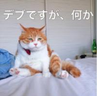 悲伤猫日语表情包高清无水印