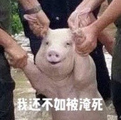 网红小猪爆笑表情包
