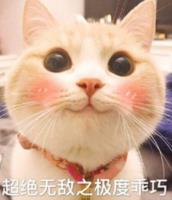 网红bobi猫表情包(猫咪乖巧表情包)