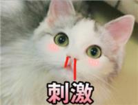 可爱猫猫表情包无水印版【完整版】