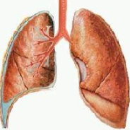肺部听诊学习软件